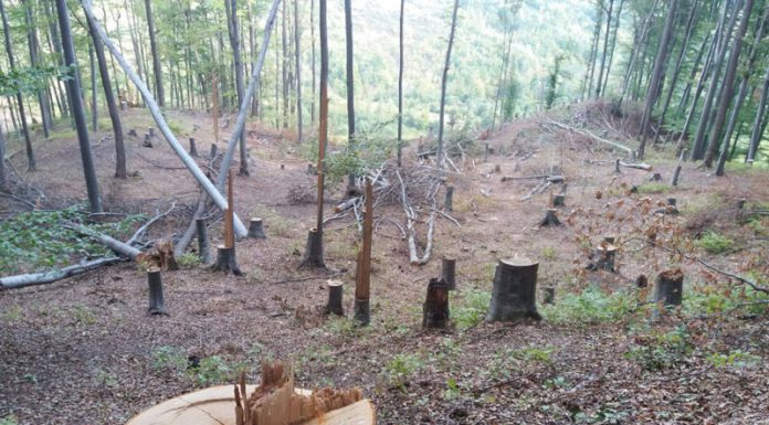 IPJ Gorj a lansat campania ,,SPUNE STOP TĂIERILOR ILEGALE”