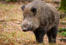 ANSVSA: Aproape 100 de porci mistreți, uciși în Gorj, din cauza pestei porcine africane
