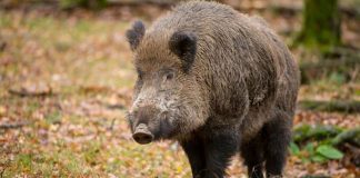 ANSVSA: Aproape 100 de porci mistreți, uciși în Gorj, din cauza pestei porcine africane