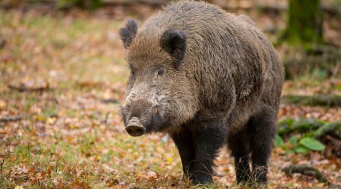 ANSVSA: Aproape 100 de porci mistreți, uciși în Gorj, din cauza pestei porcine africane