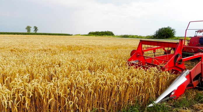 Agricultura pe înțelesul tuturor – Să ne pregătim de recoltat păioasele