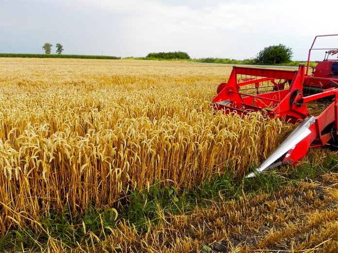 recoltatul cerealelor