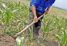 Agricultura pe înțelesul tuturor – Graficul lucrărilor agricole în luna iunie