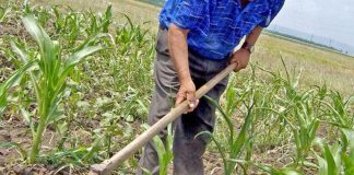 Agricultura pe înțelesul tuturor – Graficul lucrărilor agricole în luna iunie