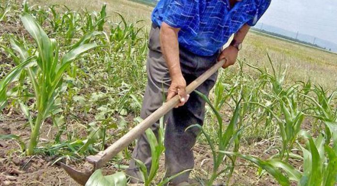 Agricultura pe înțelesul tuturor – Graficul lucrărilor agricole în luna iunie