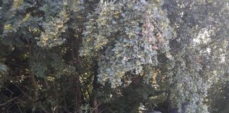 Accident cu trei răniți, provocat de un șofer de tir