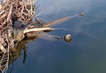 Cadavrul unui bărbat de 50 de ani, găsit în Gilort