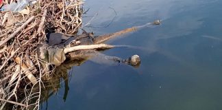 Cadavrul unui bărbat de 50 de ani, găsit în Gilort