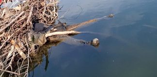 Cadavrul găsit în Gilort aparține unui bătrân din Mehedinți