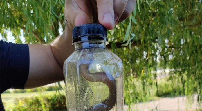 Viperă capturată într-o stație de taxi din Târgu-Jiu