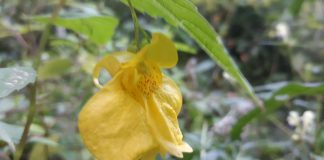 Slăbănog (Impatiens noli-tangere) – beneficii și proprietăți