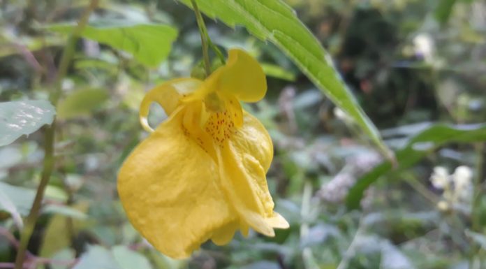 Slăbănog (Impatiens noli-tangere) – beneficii și proprietăți