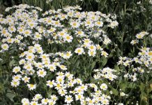 Calomfir (Tanacetum balsamita) – beneficii și proprietăți