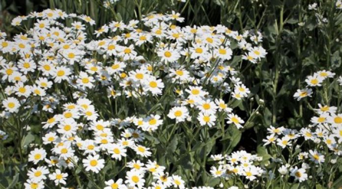 Calomfir (Tanacetum balsamita) – beneficii și proprietăți