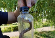 VIDEO: Şarpe de 50 de centimetri, capturat într-o stație de taxi din Târgu-Jiu