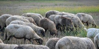 APIA efectuează plata ajutorului de stat în sectorul creşterii animalelor