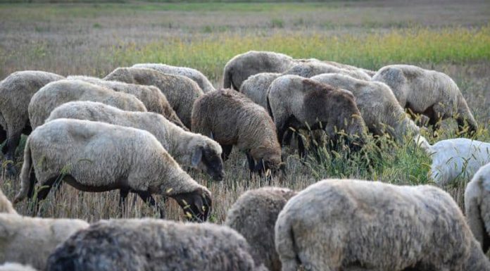 APIA efectuează plata ajutorului de stat în sectorul creşterii animalelor