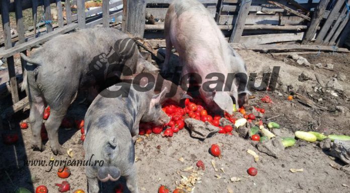 Pedepse cu executare într-un dosar de fraudare a APIA Gorj!