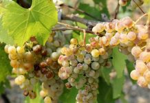 Agricultura pe înțelesul tuturor – DĂUNĂTORII VIŢEI DE VIE