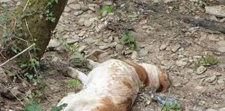 Câini otrăviți în comuna Bălănești! Polițiștii au demarat o anchetă