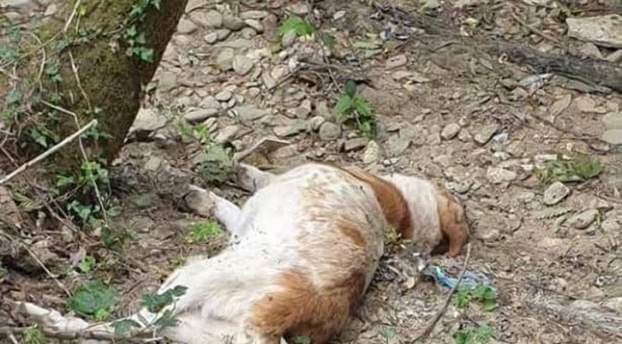 Câini otrăviți în comuna Bălănești! Polițiștii au demarat o anchetă