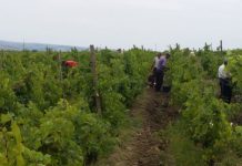 Sprijin financiar pentru gorjenii care optează pentru asigurarea recoltei de struguri