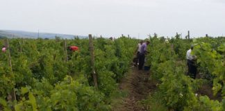 Sprijin financiar pentru gorjenii care optează pentru asigurarea recoltei de struguri