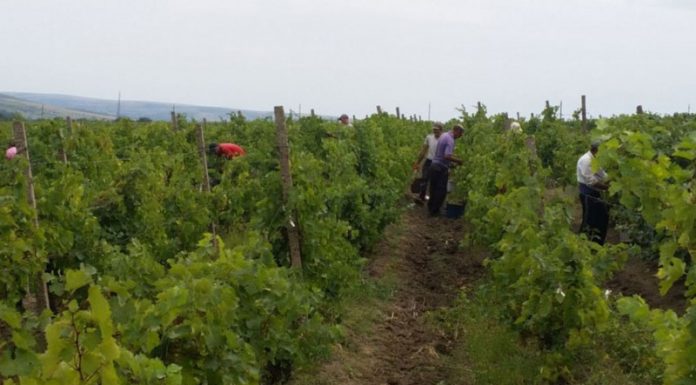 Sprijin financiar pentru gorjenii care optează pentru asigurarea recoltei de struguri