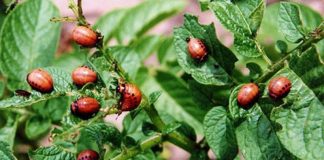 Agricultura pe înțelesul tuturor – Dăunătorii cartofilor