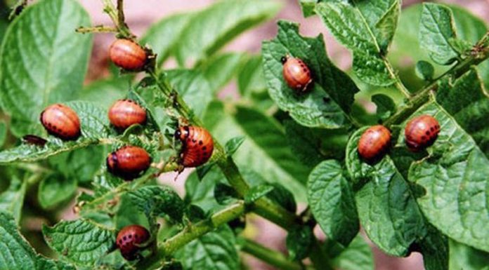 Agricultura pe înțelesul tuturor – Dăunătorii cartofilor