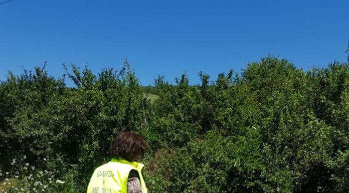 Medic veterinar, amendat cu 6.000 lei