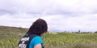 Controale în Gorj și amenzi pentru cei care nu au stârpit ambrozia