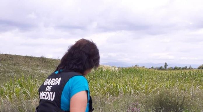 Controale în Gorj și amenzi pentru cei care nu au stârpit ambrozia