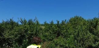 Medic veterinar, amendat cu 6.000 de lei