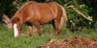 Agricultura pe înțelesul tuturor – Gunoiul de grajd – o comoară a fermierilor