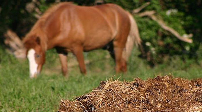 Agricultura pe înțelesul tuturor – Gunoiul de grajd – o comoară a fermierilor