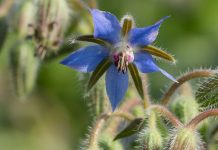Limba-mielului (Borago officinalis) – beneficii și proprietăți