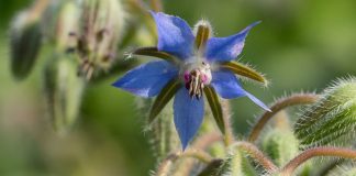 Limba-mielului (Borago officinalis) – beneficii și proprietăți