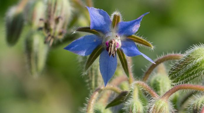 Limba-mielului (Borago officinalis) – beneficii și proprietăți