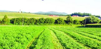 Agricultura pe înțelesul tuturor – În curând trebuie înființate noile culturi furajere perene