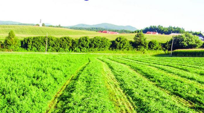 Agricultura pe înțelesul tuturor – În curând trebuie înființate noile culturi furajere perene