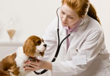 10.000 de lei pe lună pentru medicii veterinari de liberă practică