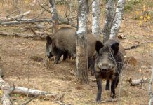 Noi cazuri de pestă porcină în județul nostru! Gorjul, în topul județelor cu cele mai multe focare