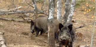 Noi cazuri de pestă porcină în județul nostru! Gorjul, în topul județelor cu cele mai multe focare
