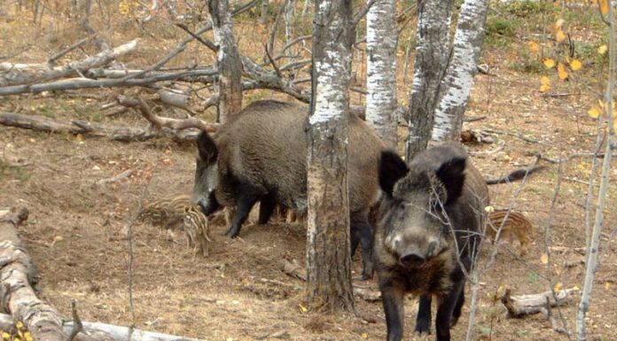 Noi cazuri de pestă porcină, în Gorj