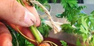 Agricultura pe înțelesul tuturor – Bolile și dăunătorii morcovului
