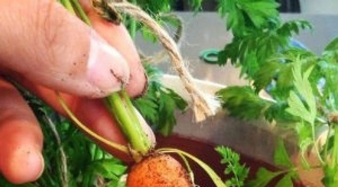 Agricultura pe înțelesul tuturor – Bolile și dăunătorii morcovului