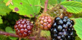 Festivalul murelor în plantația de la Țicleni!