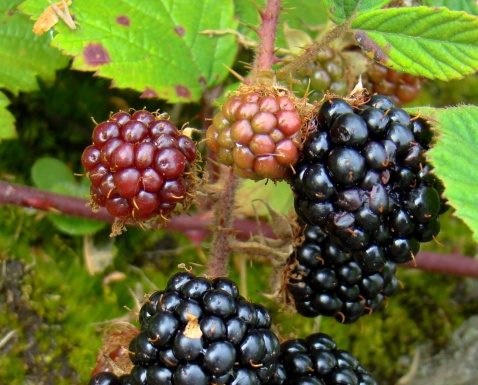 Festivalul murelor în plantația de la Țicleni!