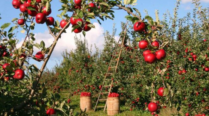 Bani prin PNDR pentru grupurile de producători din sectorul pomicol